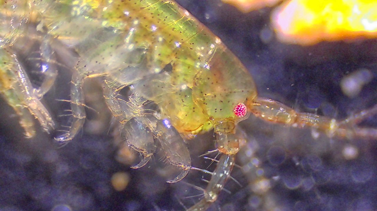 Un minuscolo abitante degli scogli: anatomia e biologia di un anfipode marino